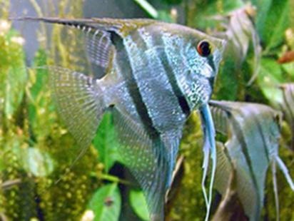 Cichlid-1.jpg