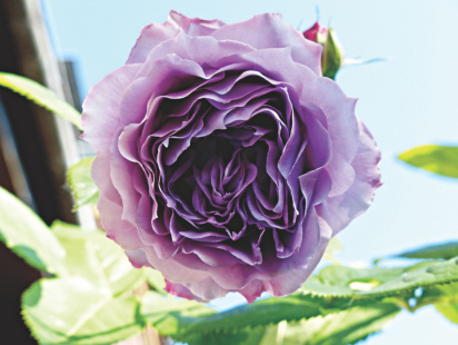 for_the_blue_flower