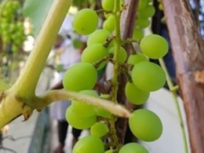 grapes5.jpg