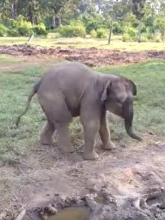 baby elephant.JPG