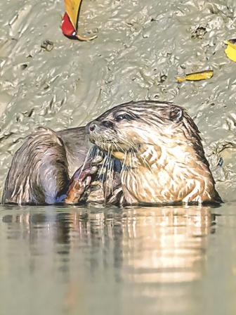 otter.jpg