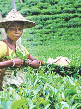 sylhet tea garden 1.jpg