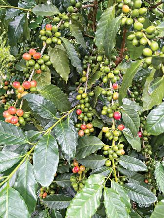 coffee-and-cashew-cultivation-2.jpg