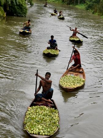 Your guide to the floating guava market of Bhimruli, Pirojpur