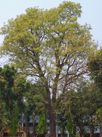 Parul Tree Top 5 places to visit in Bogura