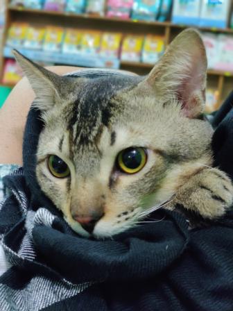 7 facts to consider before adopting a pet