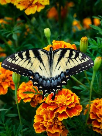 Transform your terrace with colourful winter blooms this season      robert-zunikoff-ib2ven2lffs-unsplash.jpg