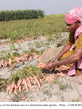 Farmers frustrated over selling carrots at half of production cost.jpg