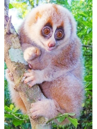 slow-loris-1.jpg