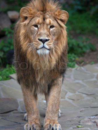 8234633-fullsize-portrait-of-a-young-asian-lion-vertical-image-the-king-of-beasts-with-splendid-mane-wild-beauty-of-the-biggest-cat-the-most-dangerous-and-mighty-predator-of-the-world.jpg