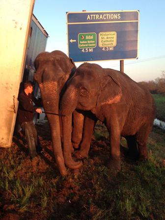 Two elephants rescue 18-wheeler