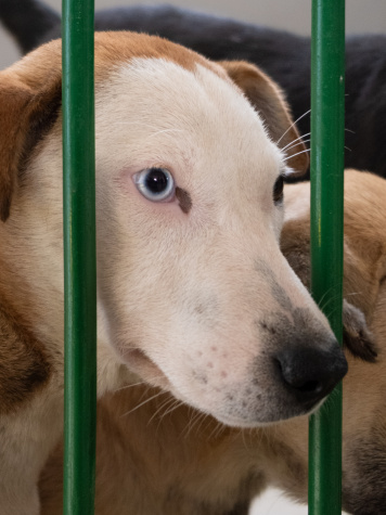 Furry Friends Foundation works to protect street dogs in Dhaka