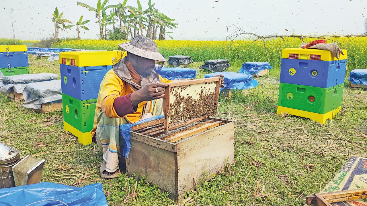 honey production