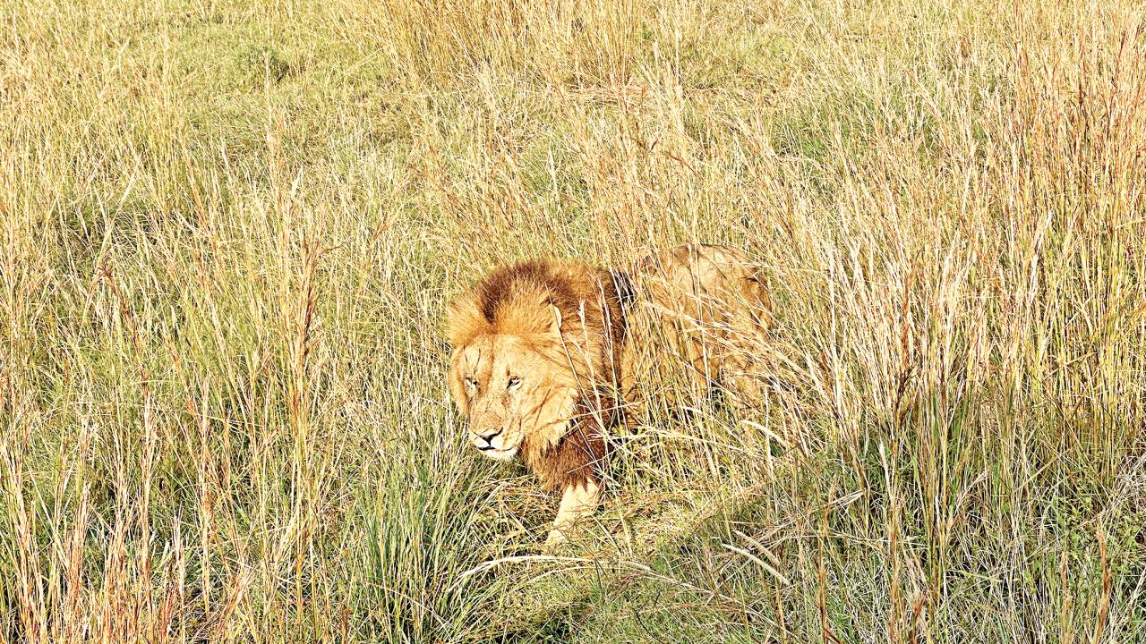 maasai-mara2.jpg